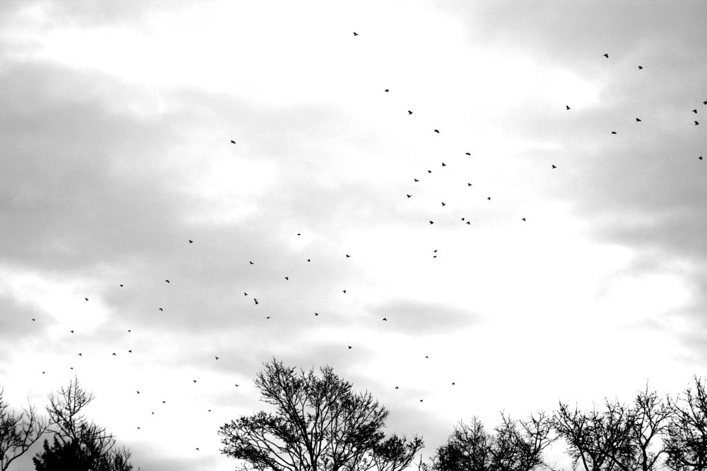 counting-magpies-third-point-press